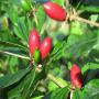 fruits et graines de la baie des miracles