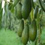 ferme d avocatier 38