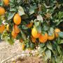 oranges clémentines et citrons direct producteur 