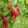 framboises  mures myrtilles prunes