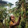 café robusta et arabica qualité supérieure et fai