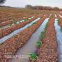 transformation agro-alimentaires à grande échelle