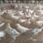 offre immédiate de 2500 poulets hybrides  