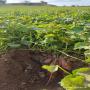 plant de patate douce