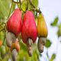 cashew nuts,  seeds