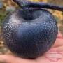 plant de la pomme noire 