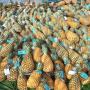 ananas fruits 