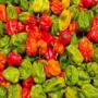 grossiste recherche des revendeurs de piment