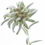 edelweiss séches (leontopodium alpinum)