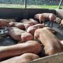 vente des porcs en vif et en carcasses 