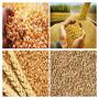 export soybean  yellow corn  wheat  barley