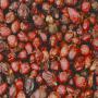 dry rosehip,  shell,  seed, tbs,  oil and more......