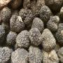 truffes tuber aestivum