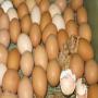 chicken broiler fresh table eggs