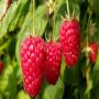 framboises/raspberries origine maroc