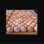 fresh chicken eggs brown and white for sale