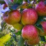 apples royal gala portugal