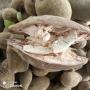 baobab fruit and powder 