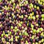 bio olives usda organic eu season 2023 morocco