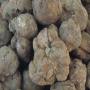 truffes blanches tuber magnatum / grossiste 