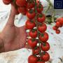 tomate cerise directement de la sicile vb