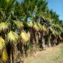 vends 3537 palmiers washingtonia