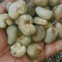 raw cashews 