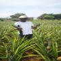 organic sugarloaf pineapple from benin