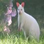 jeunes wallaby blanc mâle