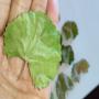 centella asiatica dried leaves 