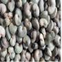 raw cashew nuts 2024 crop harvest