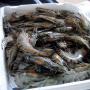 vannamei shrimp,  frozen king prawns,  frozen fish