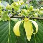 he ylang ylang de madagascar