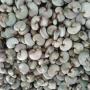 cashew supplier looking cashew nut buyers in word