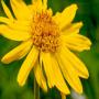 arnica montana dry