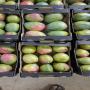 excellent quality mango from côte d'ivoire 