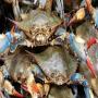 vente de bleu crab we sell blue see crab