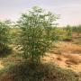 moringa d'algerie