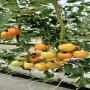 vente de tomates bio sous serre 