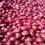 100% fresh red onion for sale