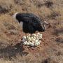 healthy ostrich chicks / fertile ostrich eggs 