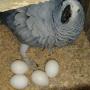 buy african grey eggs for sale