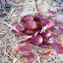 onion from morocc ( red and yellow )