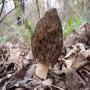 morilles sauvages du canada