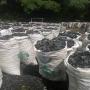 we supply hardwood charcoal for industries