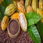 vente cacao madagascar (sambirano)