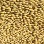 organic and non-organic soybeans