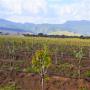 ferme d'avocat titré 120 hectares 