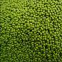  green mung bean for sale 