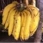 banane plantain de madagascar